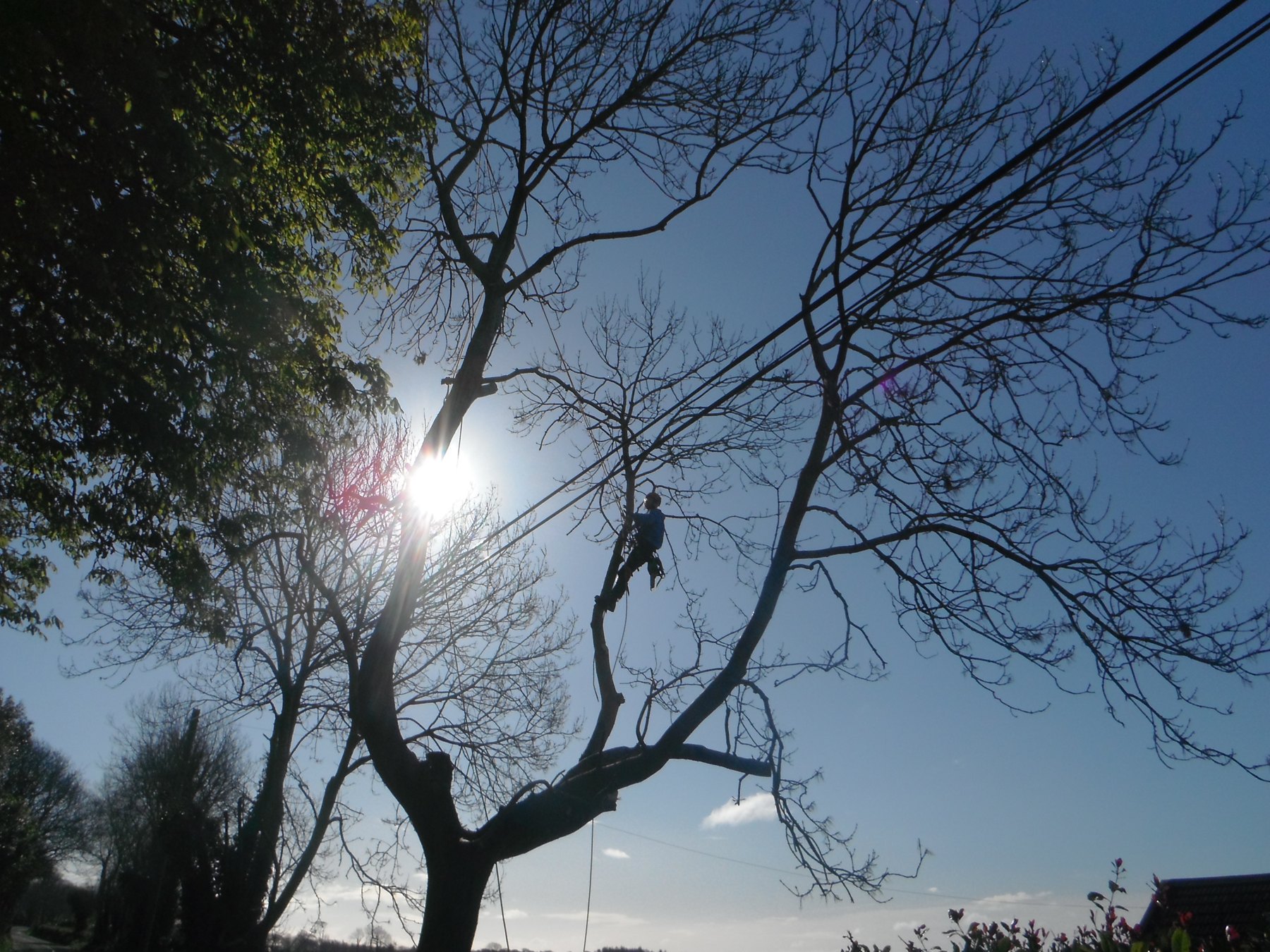 Tree Felling